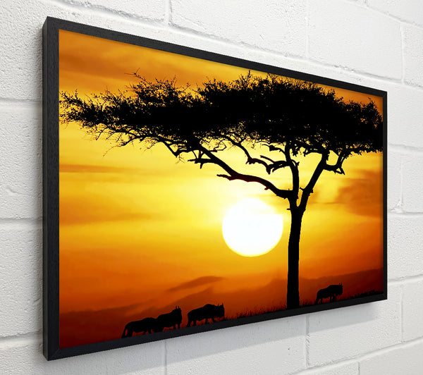 African Safari Tree In Sunlight