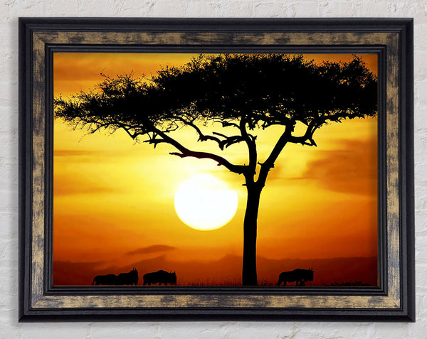 African Safari Tree In Sunlight Framed Print