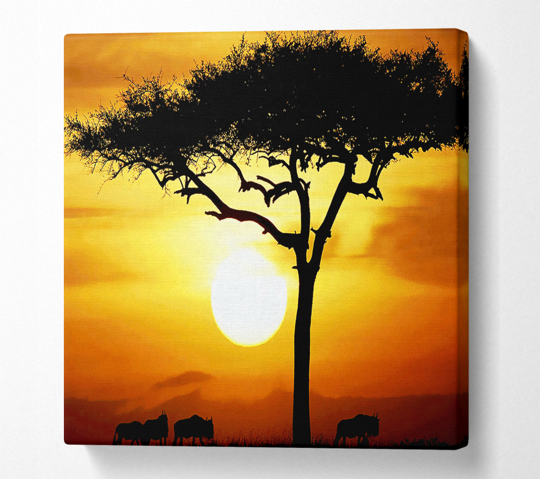  A Canvas Print of African Safari Tree In Sunlight Canvas Print