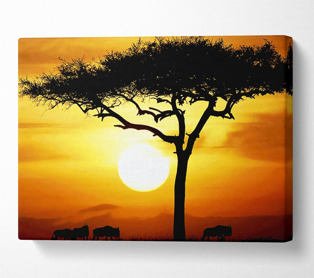  A Canvas Print of African Safari Tree In Sunlight Canvas Print
