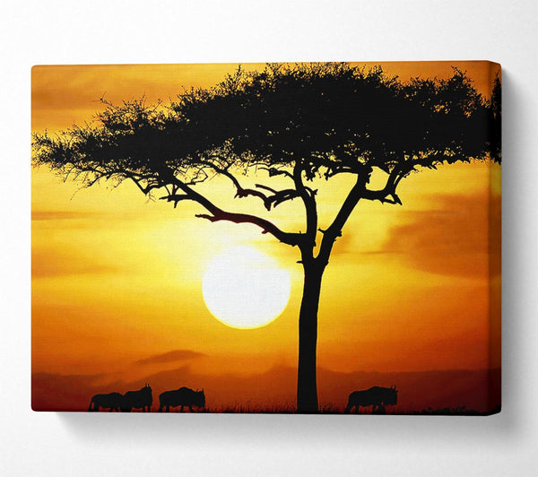  A Canvas Print of African Safari Tree In Sunlight Canvas Print