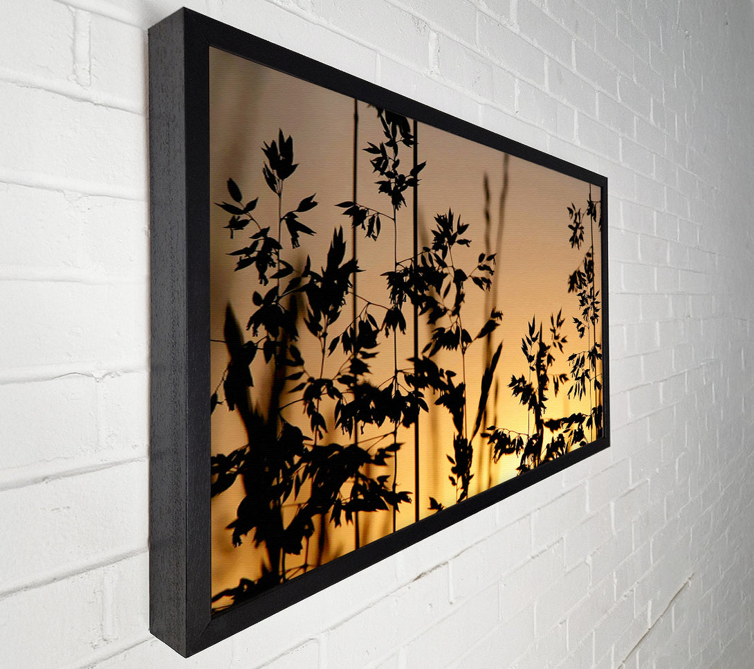  A Canvas Print of Sunlight Through The Reeds Canvas Wall Art