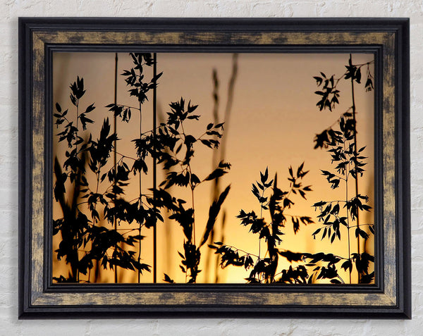 Sunlight Through The Reeds Framed Print