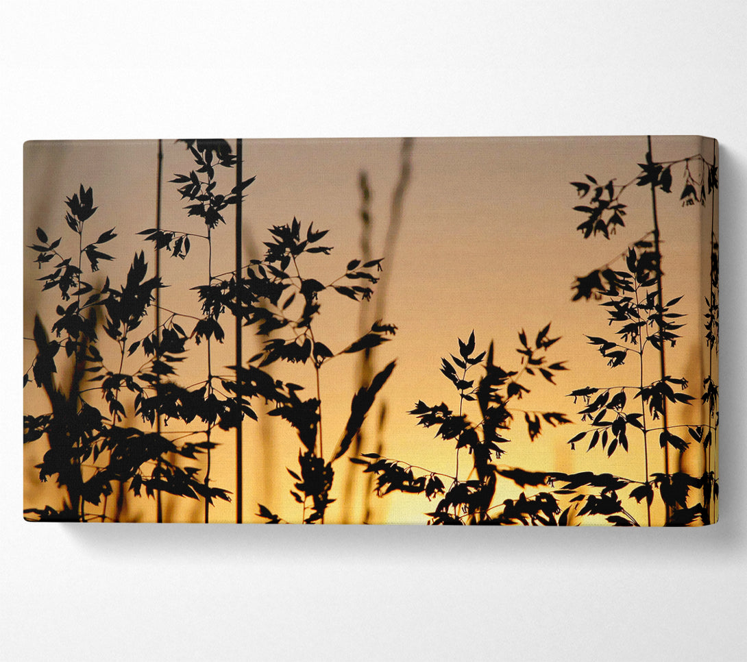  A Canvas Print of Sunlight Through The Reeds Canvas Wall Art