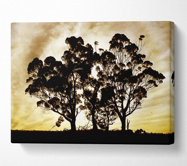  A Canvas Print of Chocolate Trees Canvas Art
