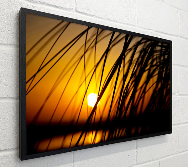 Golden Sun Through The Reeds