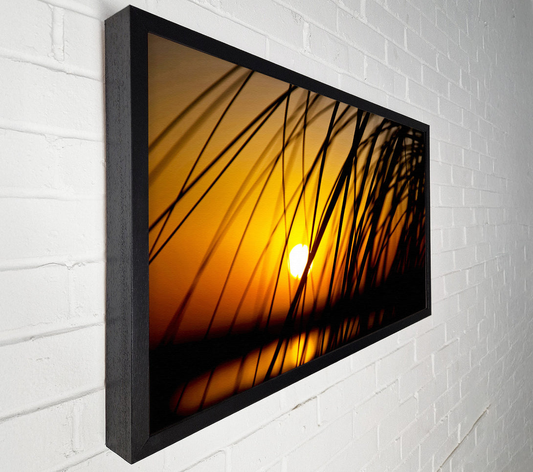  A Canvas Print of Golden Sun Through The Reeds Canvas Wall Art