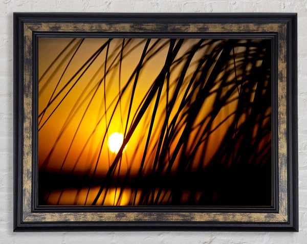 Golden Sun Through The Reeds Framed Print