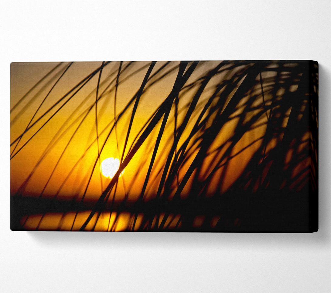  A Canvas Print of Golden Sun Through The Reeds Canvas Wall Art