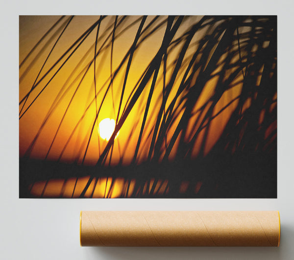 Golden Sun Through The Reeds Poster