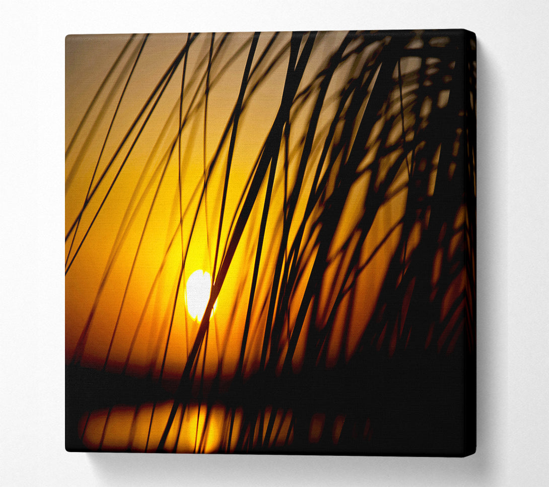  A Canvas Print of Golden Sun Through The Reeds Canvas Wall Art