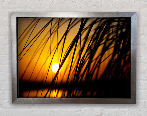 Golden Sun Through The Reeds Framed Print