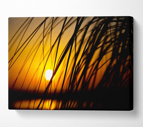  A Canvas Print of Golden Sun Through The Reeds Canvas Wall Art