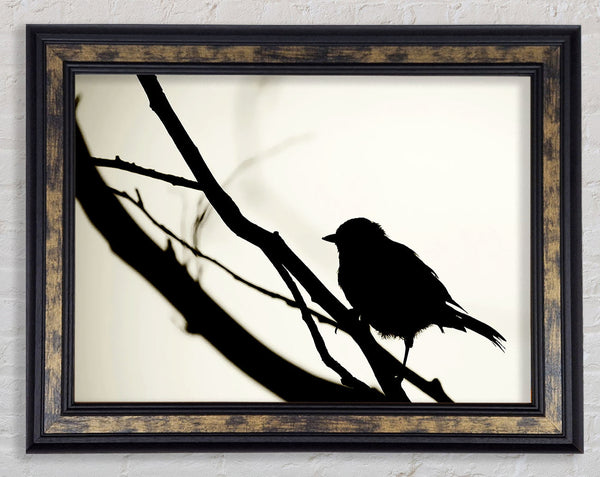 Birds Pirch Framed Print