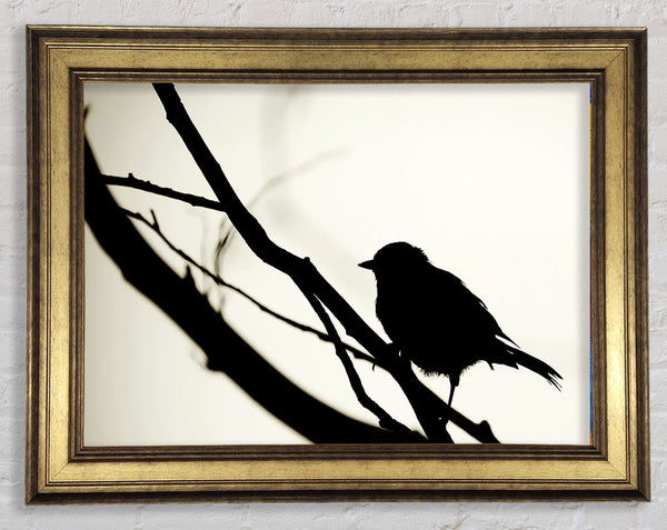 Birds Pirch Framed Print