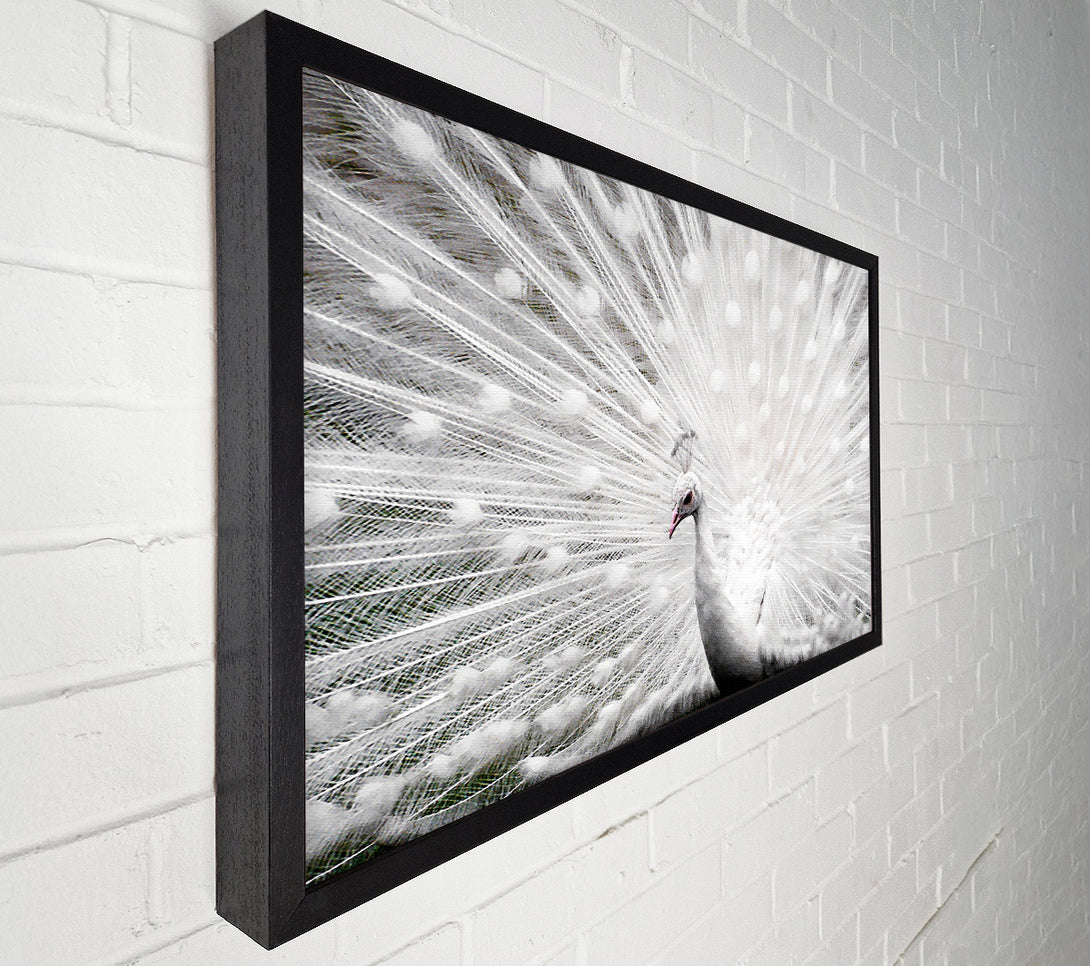  A Canvas Print of White Peacock Canvas Print