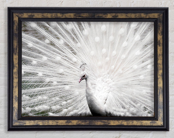 White Peacock Framed Print