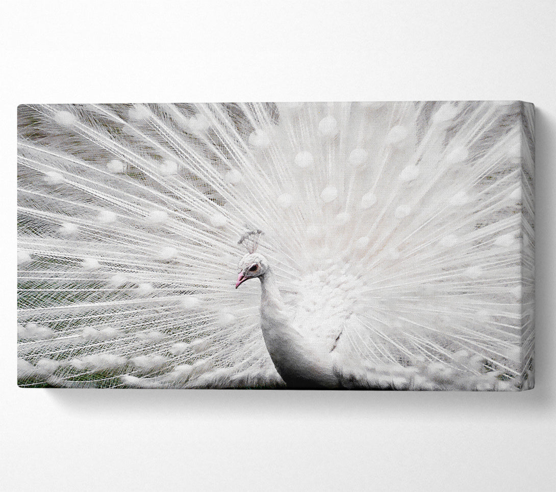  A Canvas Print of White Peacock Canvas Print