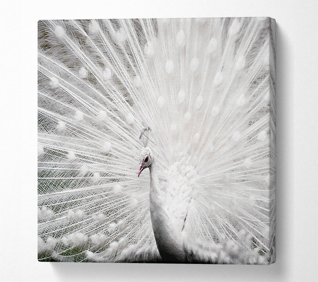  A Canvas Print of White Peacock Canvas Print
