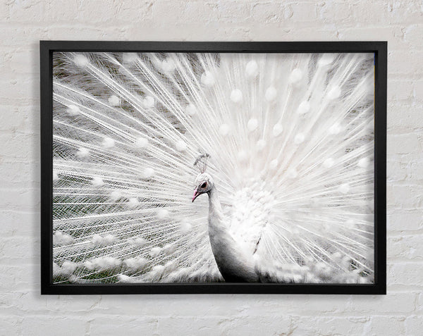 White Peacock Framed Print