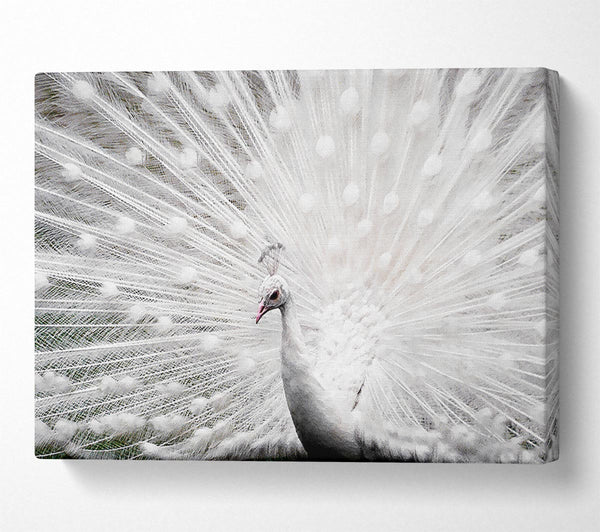  A Canvas Print of White Peacock Canvas Print