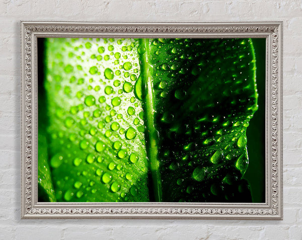 Green Leaf Dew Drop Framed Print