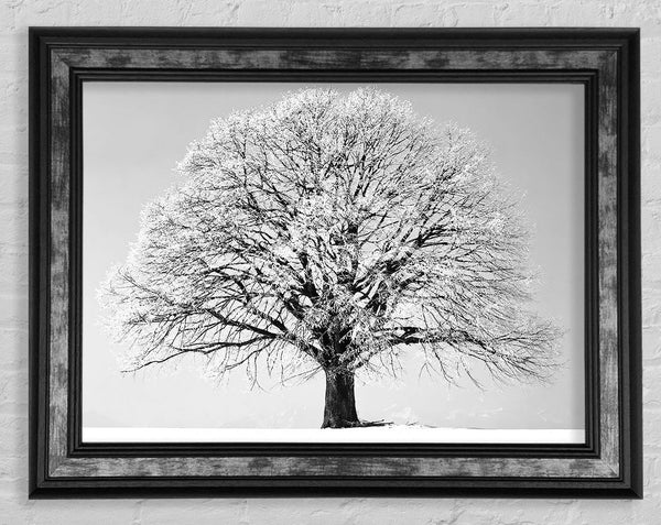 Winter Snow Tree B n W Framed Print