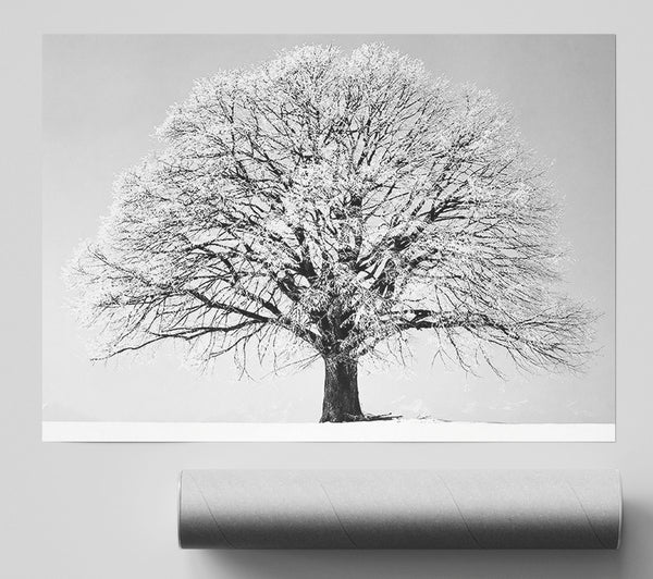Winter Snow Tree B N W Giclee Print