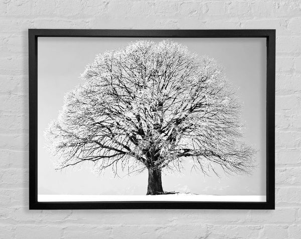 Winter Snow Tree B n W Framed Print