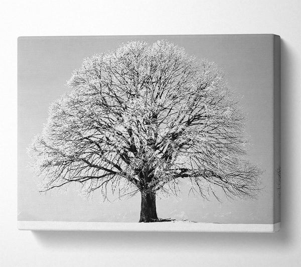  A Canvas Print of Winter Snow Tree B n W Canvas Art