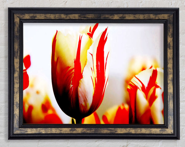 Tulip Heads Framed Print