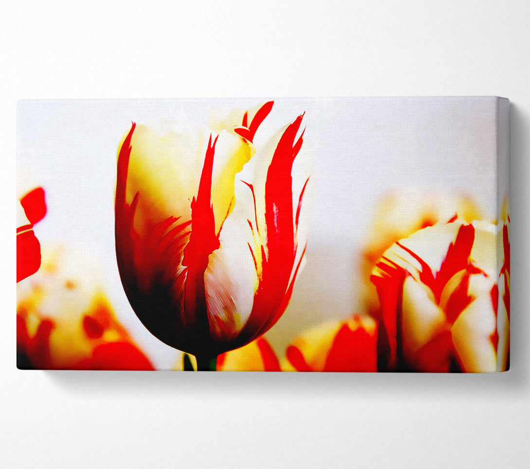  A Canvas Print of Tulip Heads Canvas Wall Art