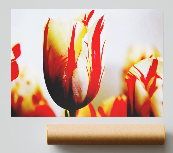 Tulip Heads Poster