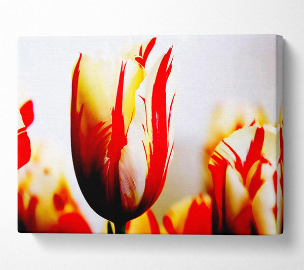  A Canvas Print of Tulip Heads Canvas Wall Art