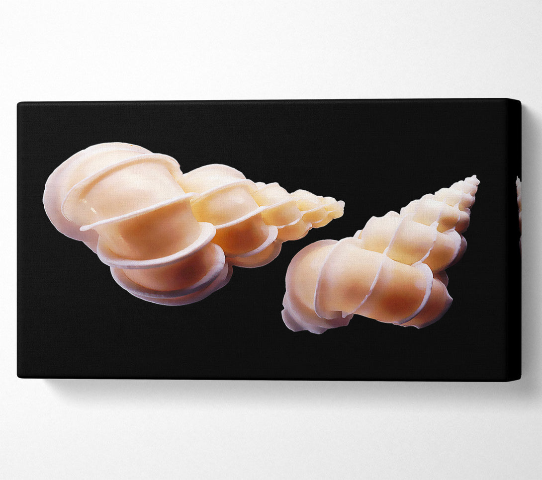  A Canvas Print of Beautiful Shell Duo Canvas Wall Art
