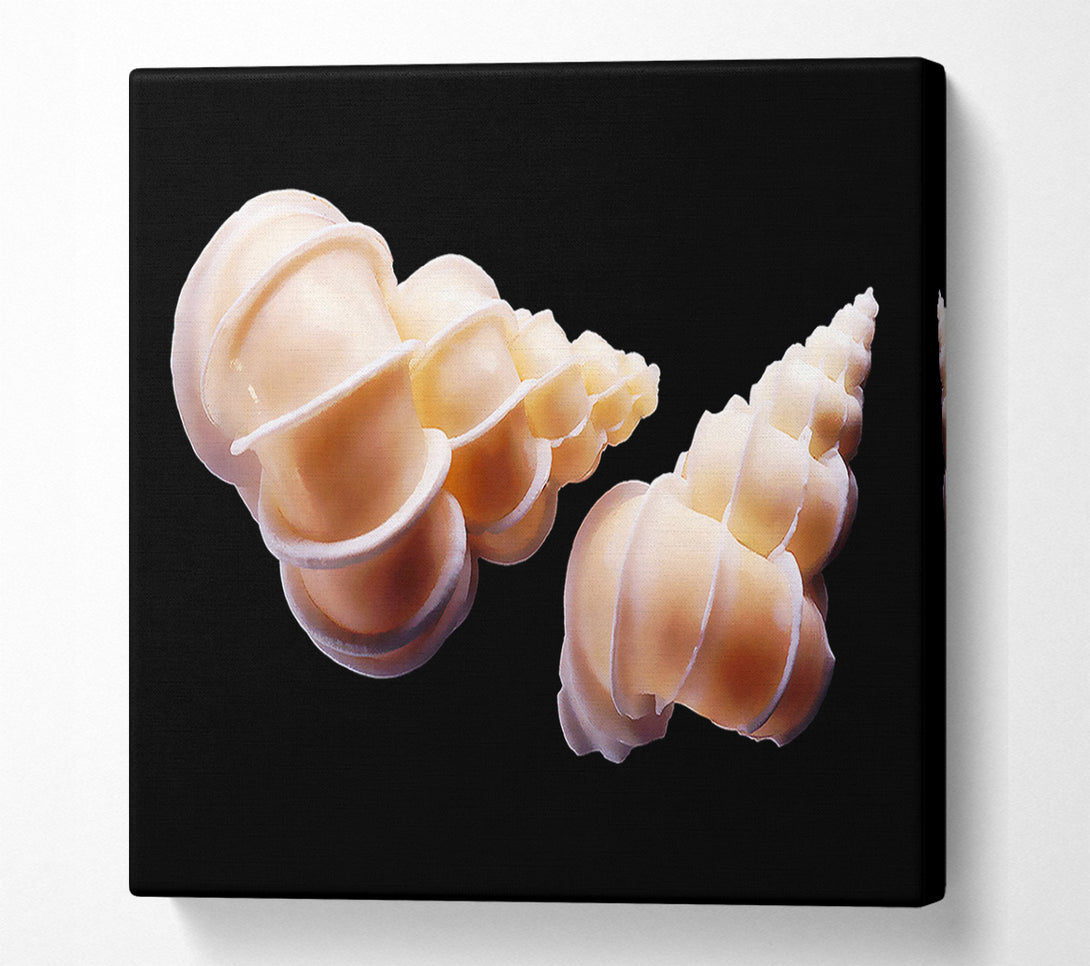  A Canvas Print of Beautiful Shell Duo Canvas Wall Art