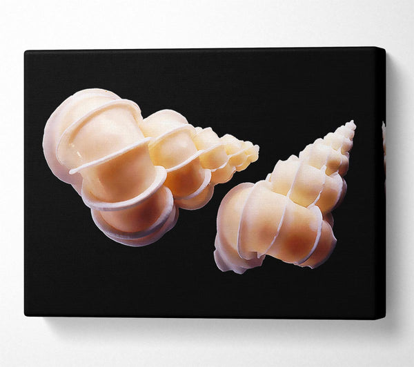  A Canvas Print of Beautiful Shell Duo Canvas Wall Art