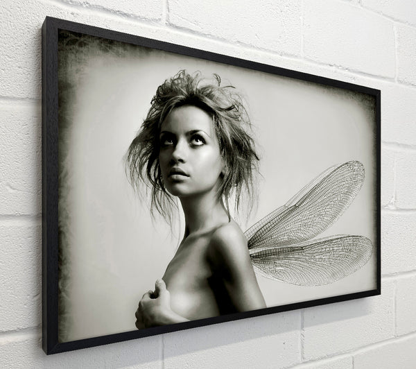 Exotic Fairy Wings Close-up