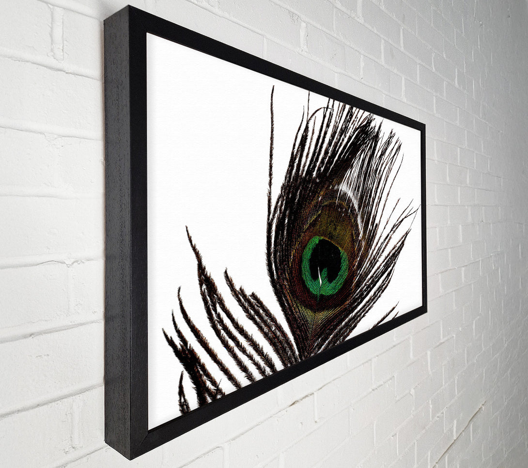  A Canvas Print of Peacock Eye Feather Canvas Art