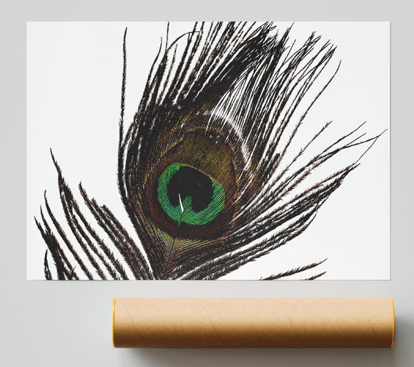 Peacock Eye Feather Giclee Print