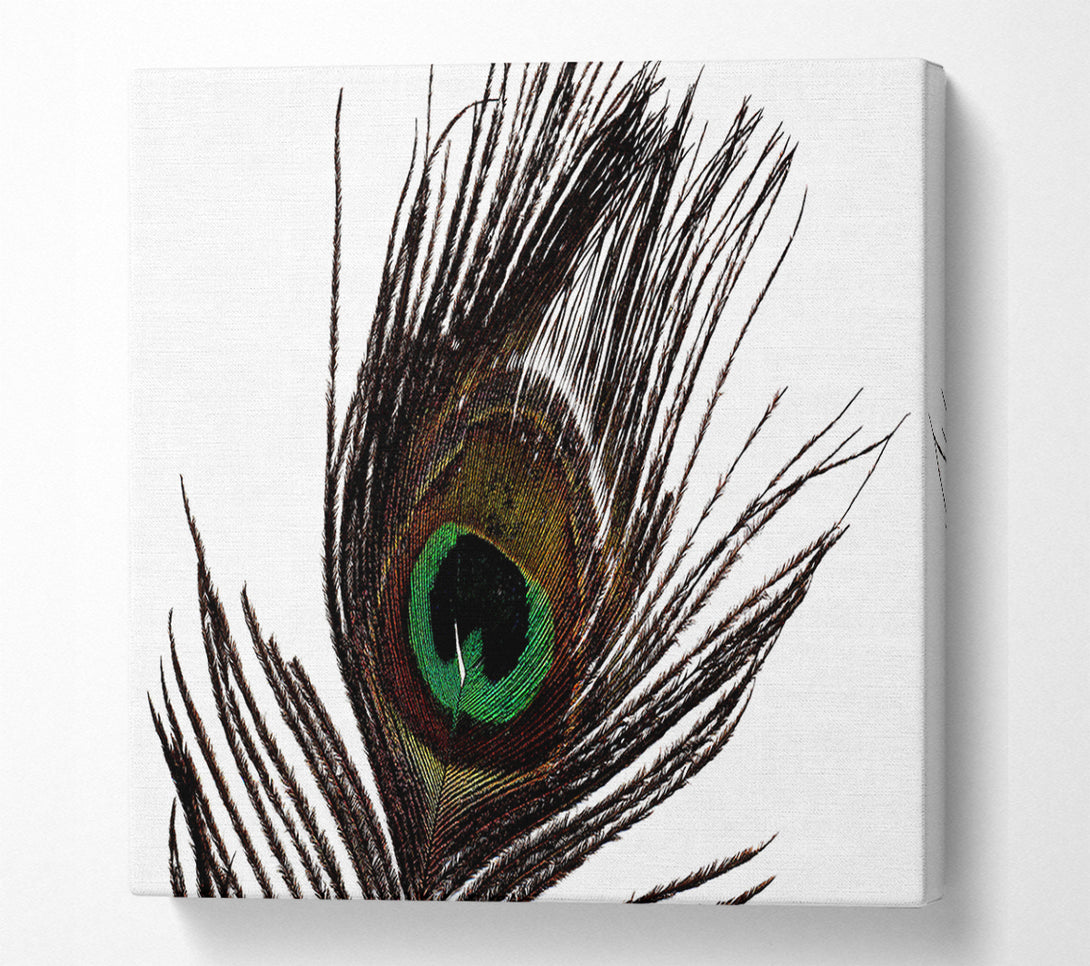  A Canvas Print of Peacock Eye Feather Canvas Art