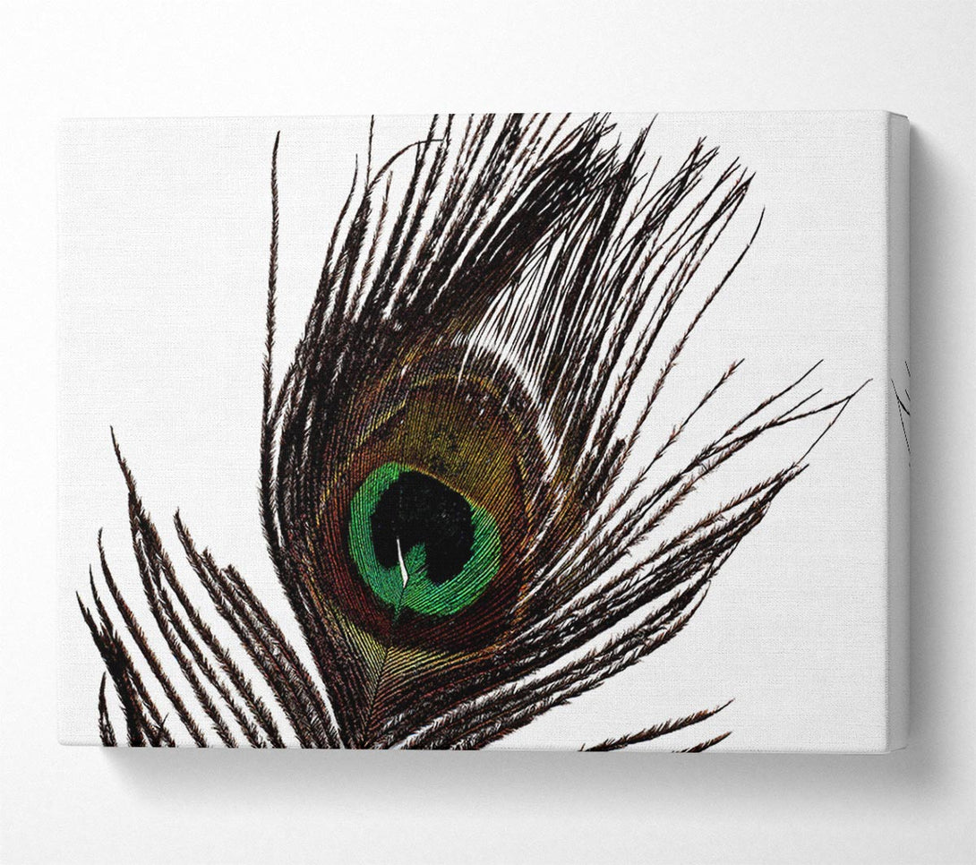  A Canvas Print of Peacock Eye Feather Canvas Art