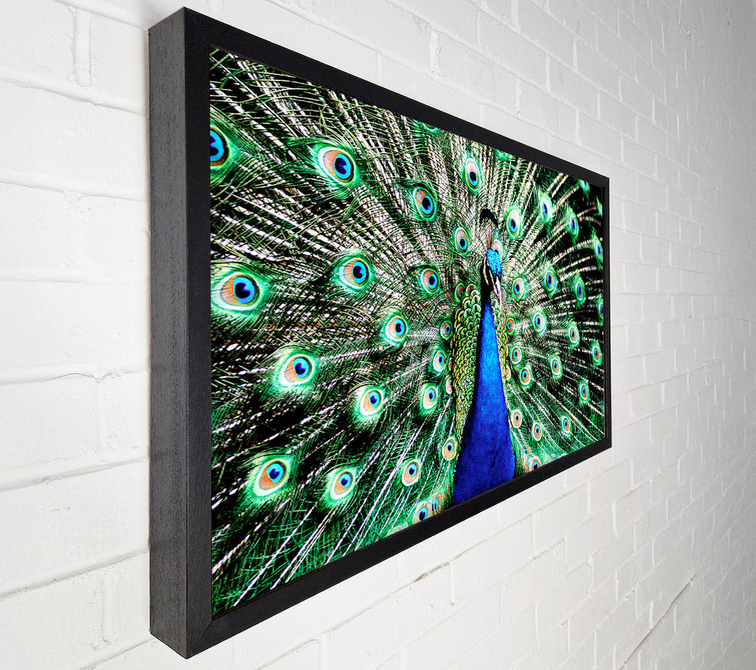  A Canvas Print of Stunning Peacock Feathers Canvas Art