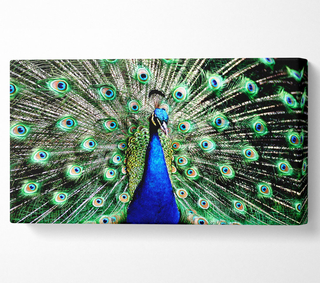  A Canvas Print of Stunning Peacock Feathers Canvas Art