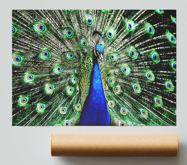 Stunning Peacock Feathers Poster