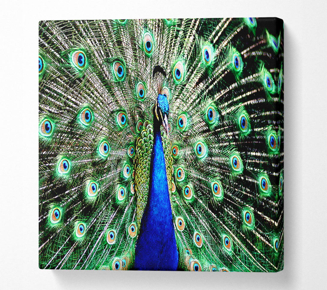  A Canvas Print of Stunning Peacock Feathers Canvas Art