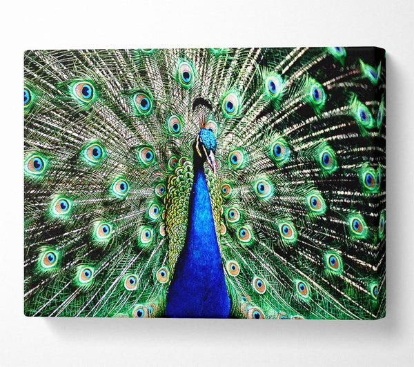  A Canvas Print of Stunning Peacock Feathers Canvas Art