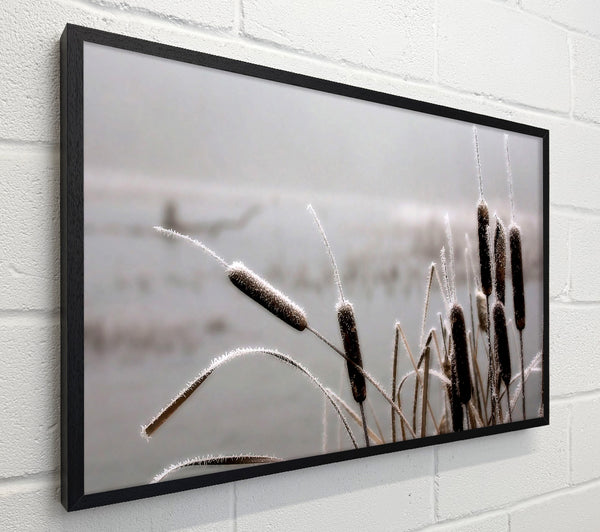 Frosted Cattails