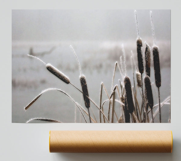 Frosted Cattails Poster