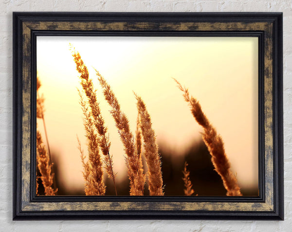 Yellow Sunset Framed Print